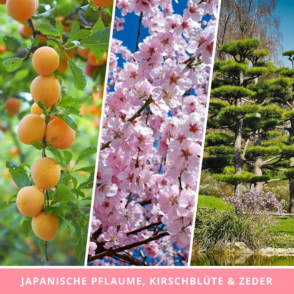 Duftkerze Sakura - Fantasy Scents